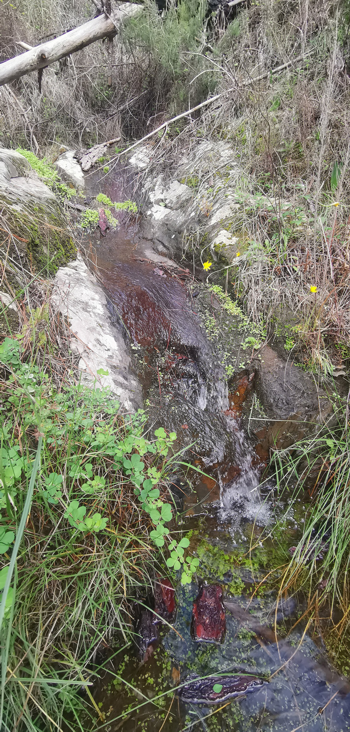 Small seasonal waterfall in one of the little brooks leading to the stream. | ReWild! Nature restore project